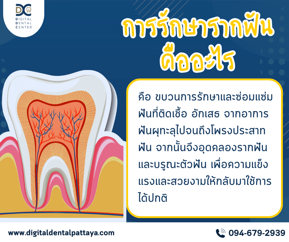 ภาพโครงสร้างฟันและ รากฟัน